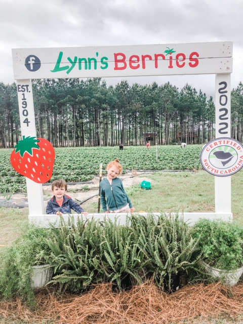 Strawberry picking in Myrtle Beach area